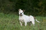 BOULEDOGUE AMERICAIN 364